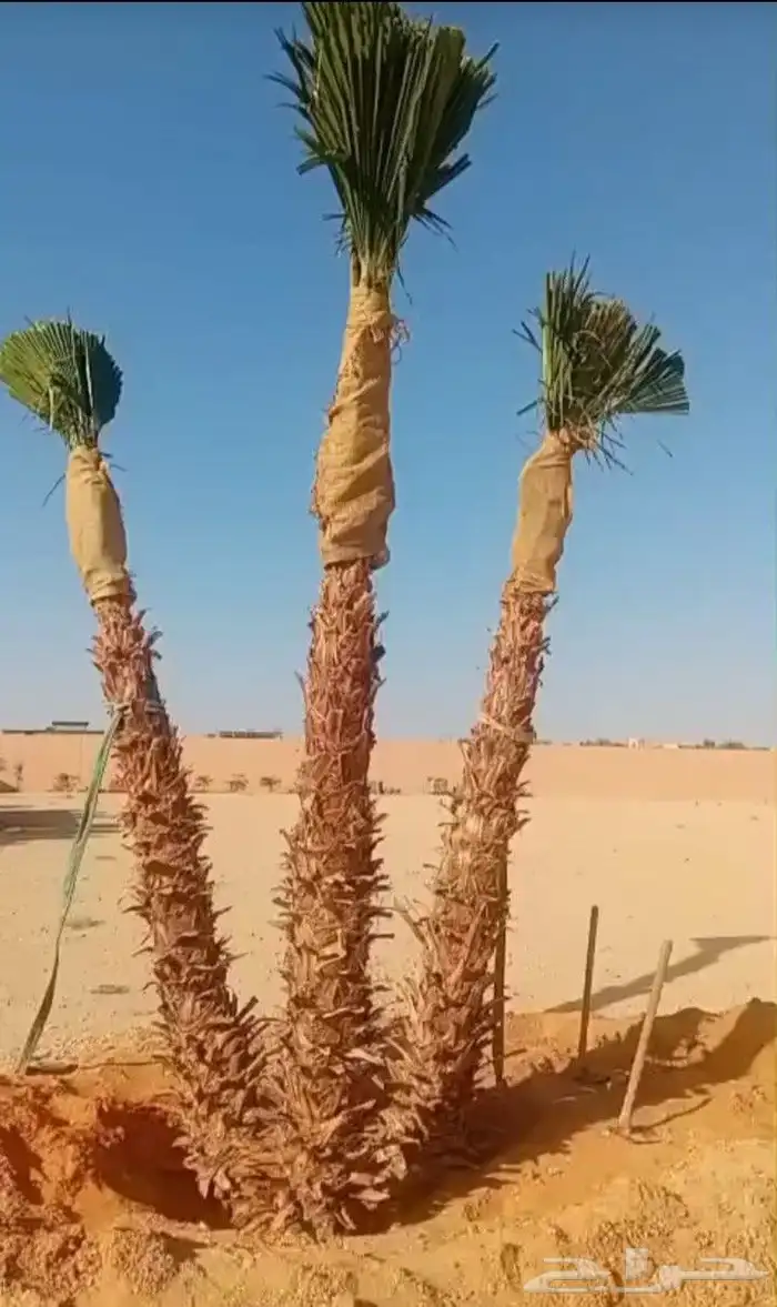 يوجد لدينا جميع انواع النخيل 5