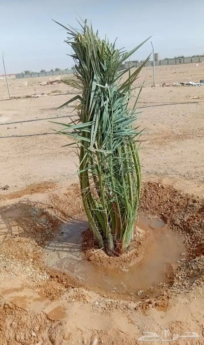 نخل المجمعه 10