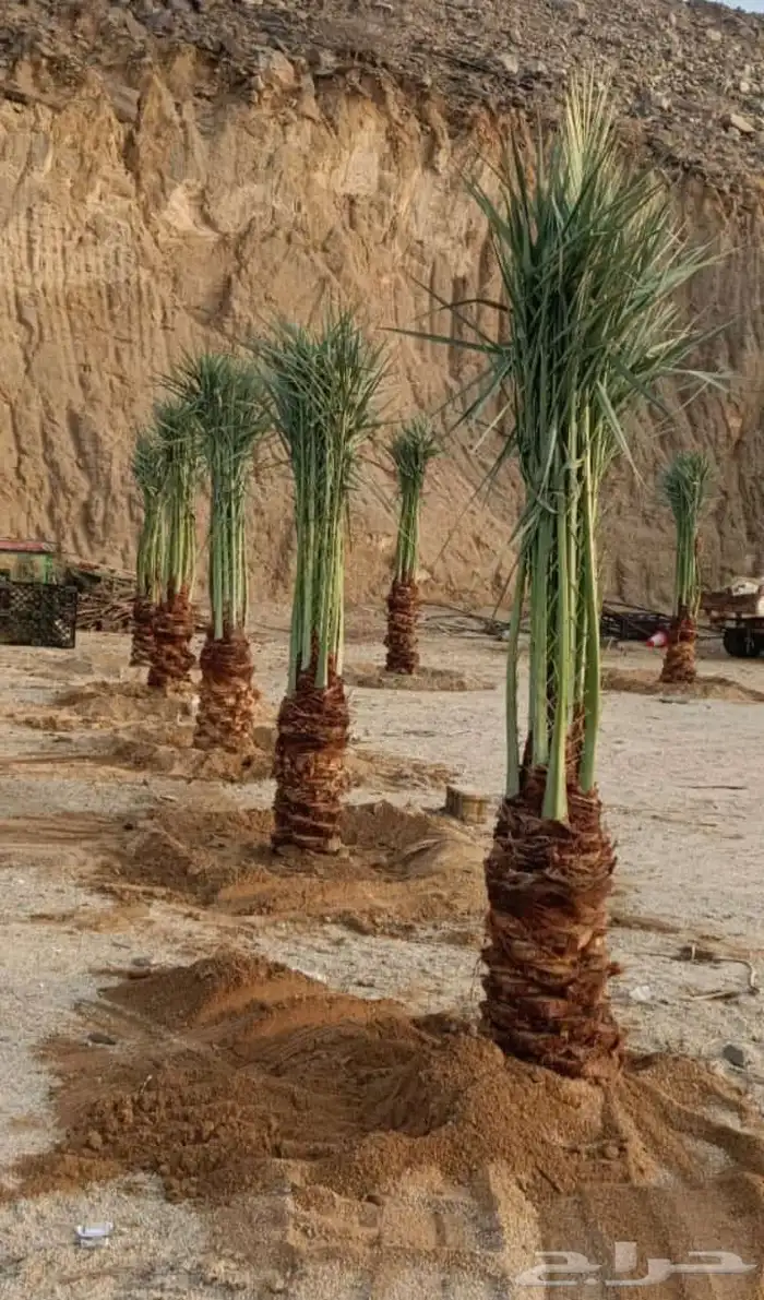 مقاول شبوك ونخيل 6