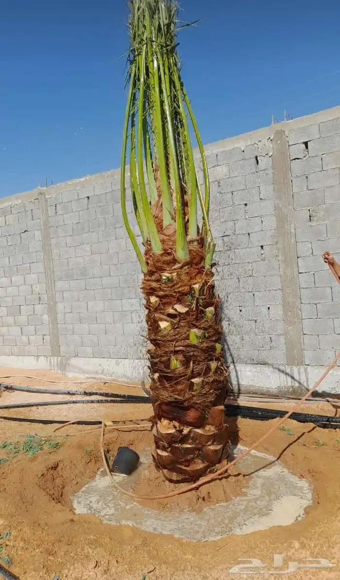 نخل المجمعه 7