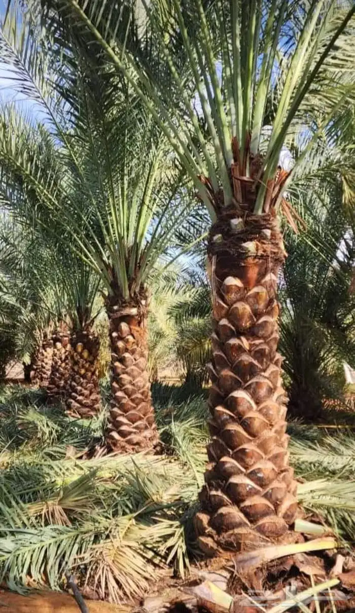 نخل المجمعه 3