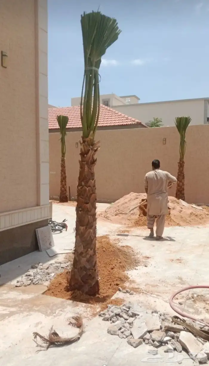 نخل واشنطوني زينه 9