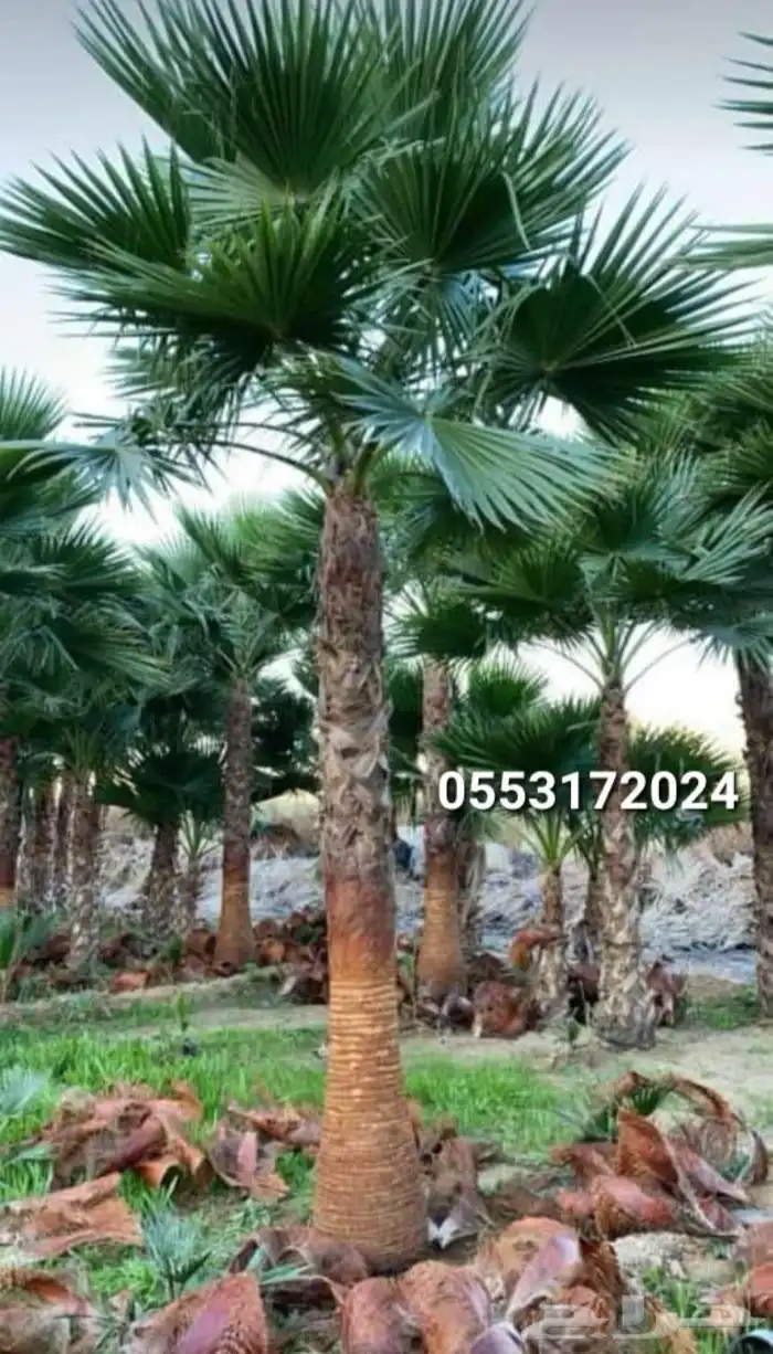 نخيل المجمعه 0