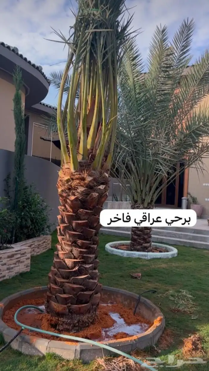 نخيل المجمعه 3