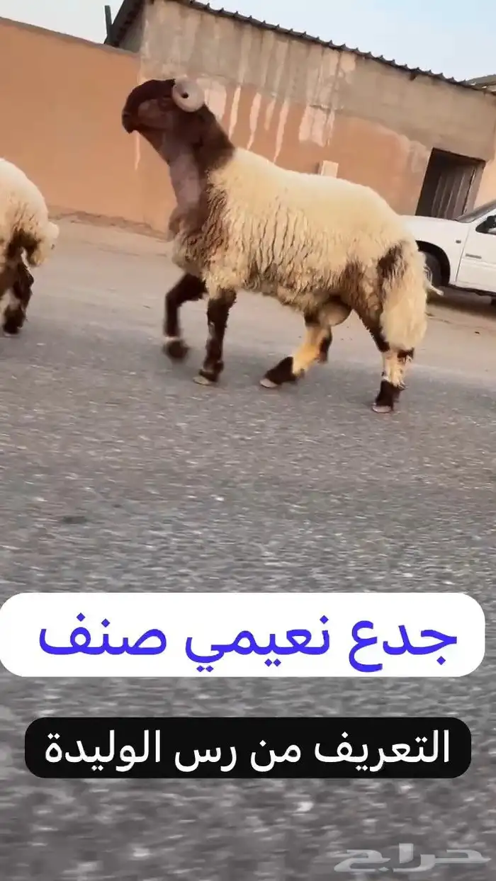 جدع نعيمي صنف فاخر للبيع 6