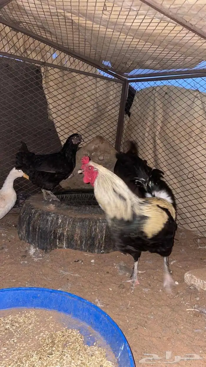 دجاج ابراهما 1