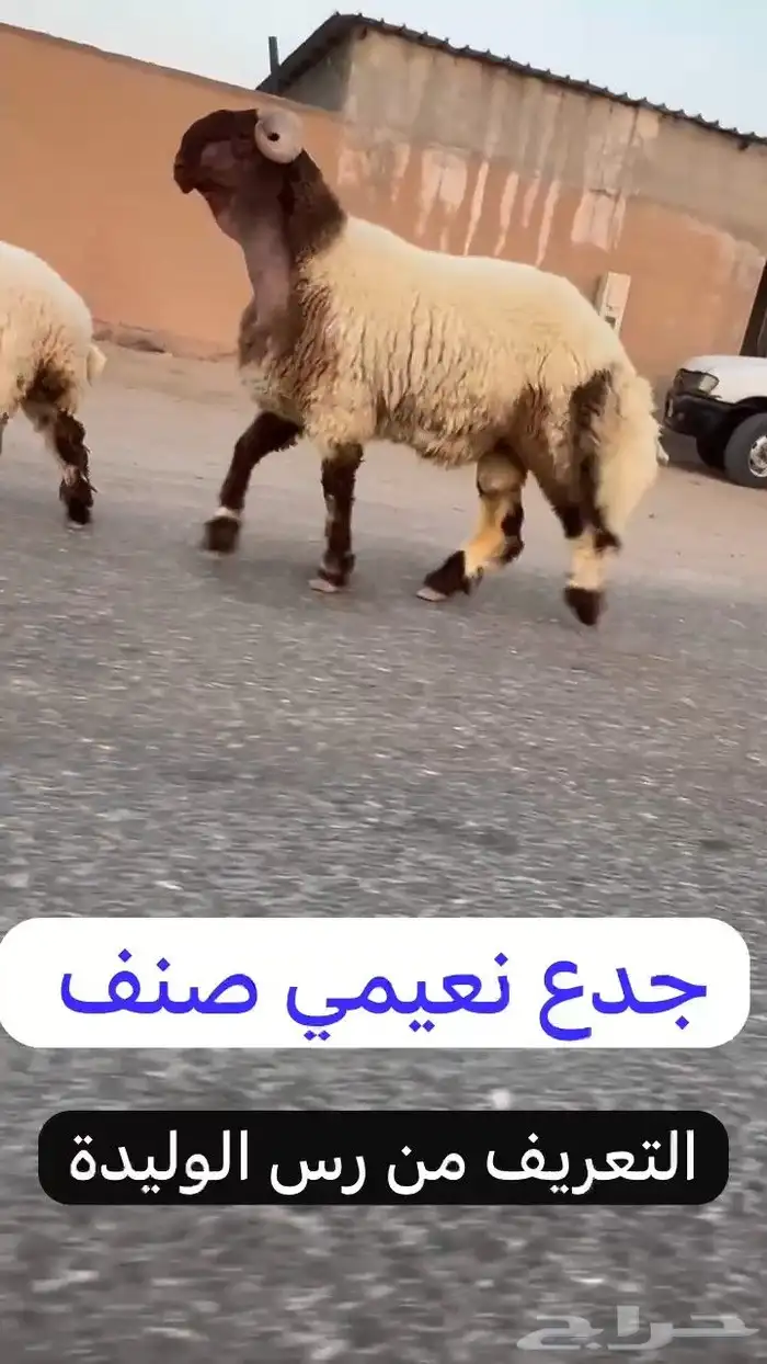 جدع نعيمي صنف فاخر للبيع 5