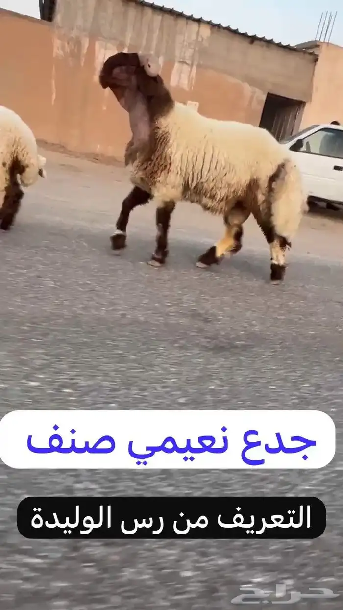 جدع نعيمي صنف فاخر للبيع 4