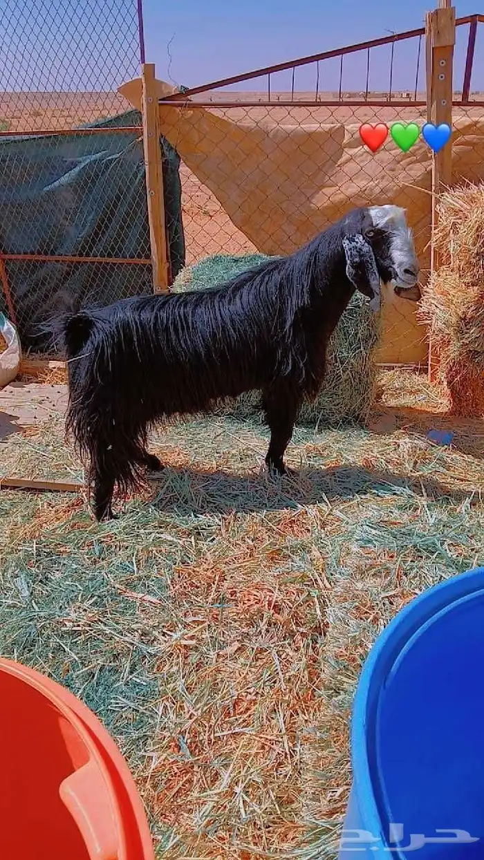 فحول تيوس 2