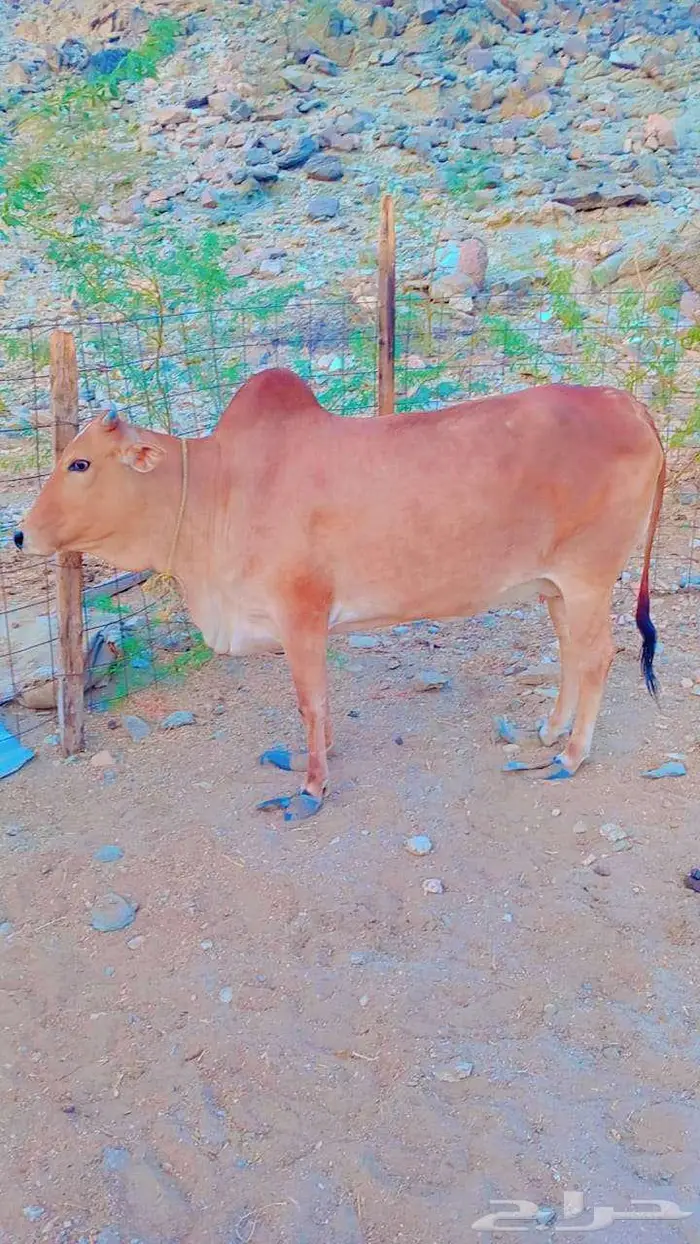 بقره شحم نظيفه حايل 0