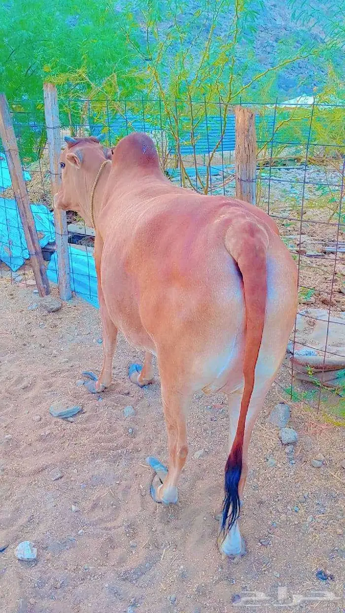 بقره شحم نظيفه حايل 1