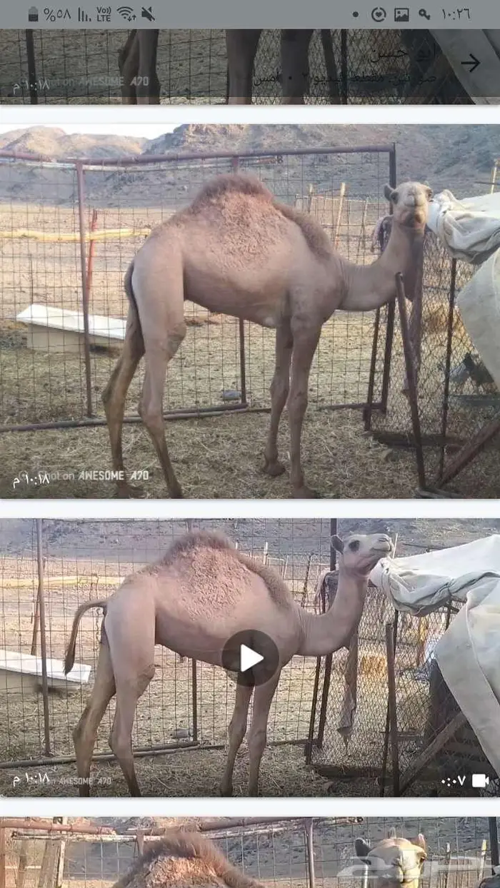 المدينة المنورة 0
