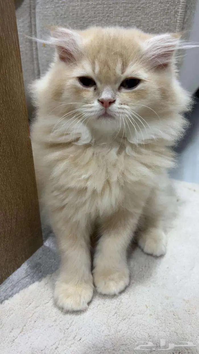 قط للبيع ب 400 ريال 1