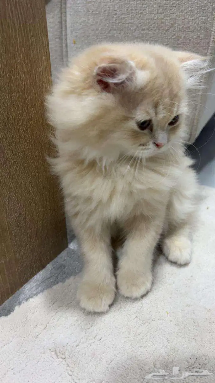 قط للبيع ب 400 ريال 0