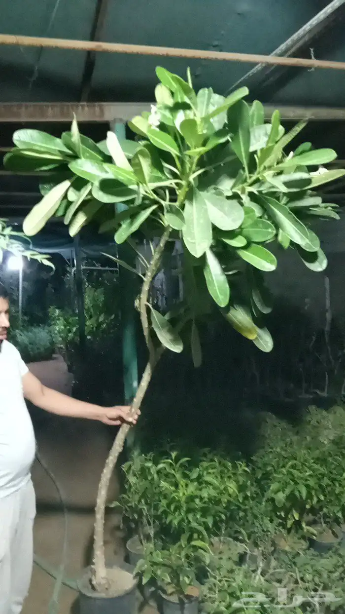 اشجار ونخل توريد وتركيب 3