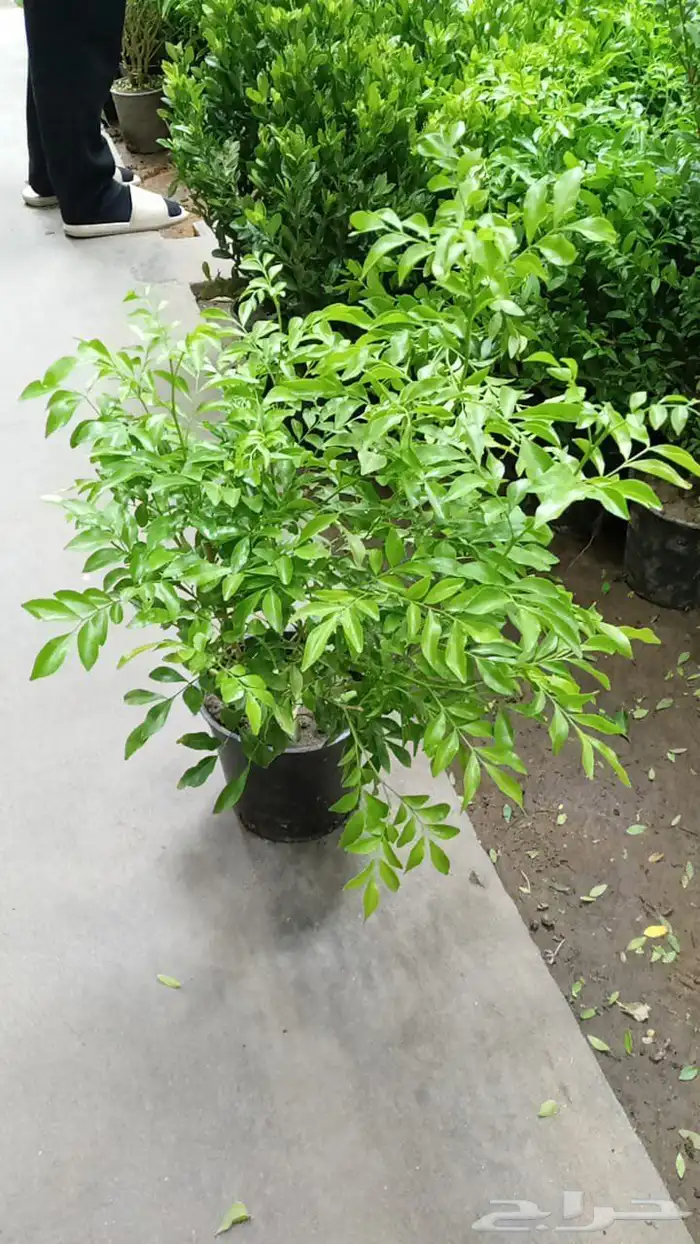 اشجار ونخل توريد وتركيب 1