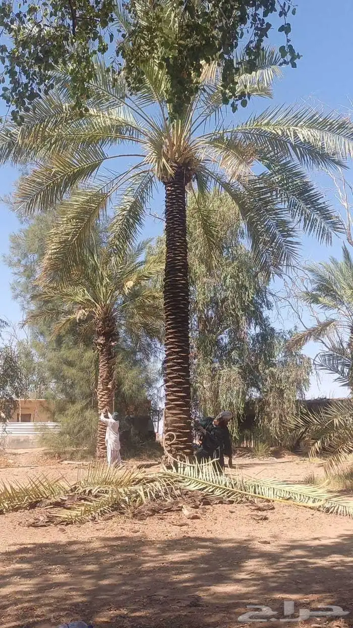 نقوم بتكريب النخيل وتنضيف وجراد وقلع وغرس وتحويض التواصل ( ر 0