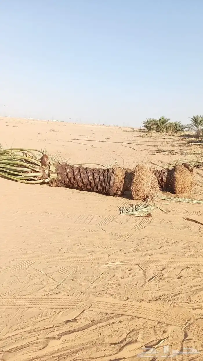 جثايث للبيع ونانه خلاص برحي صقعي مجدول سكري 4