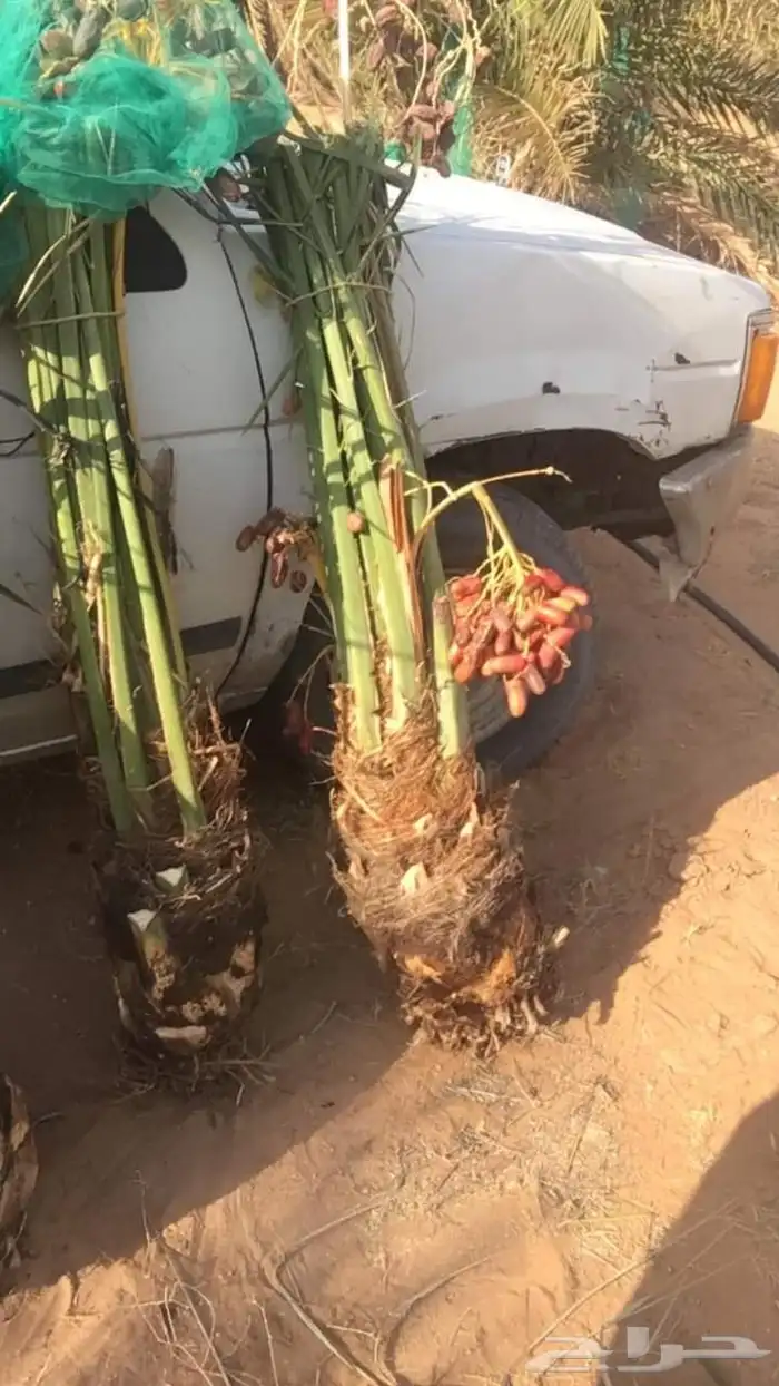 مقاول شبوك ونخيل 7