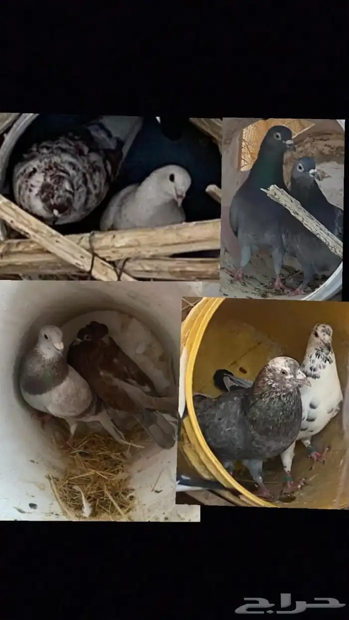 حمام ازواج كفو 1