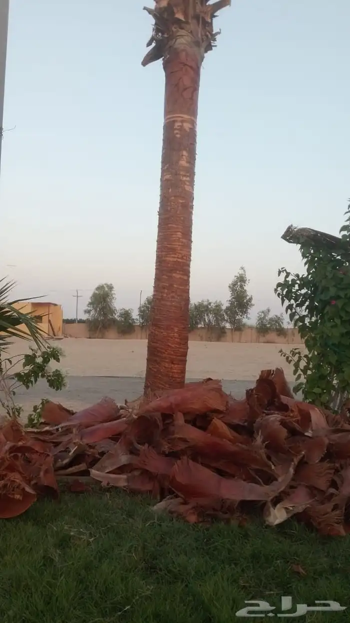 نخل طيب عربي و امريكي 0