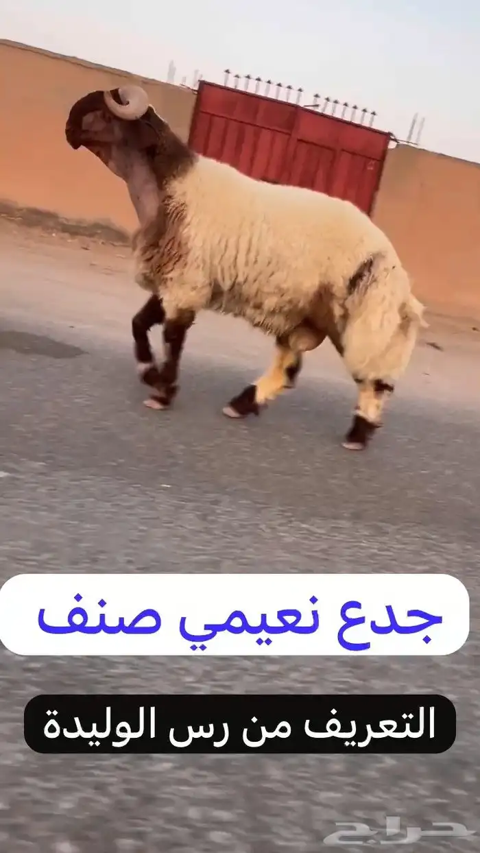 جدع نعيمي صنف فاخر للبيع 0