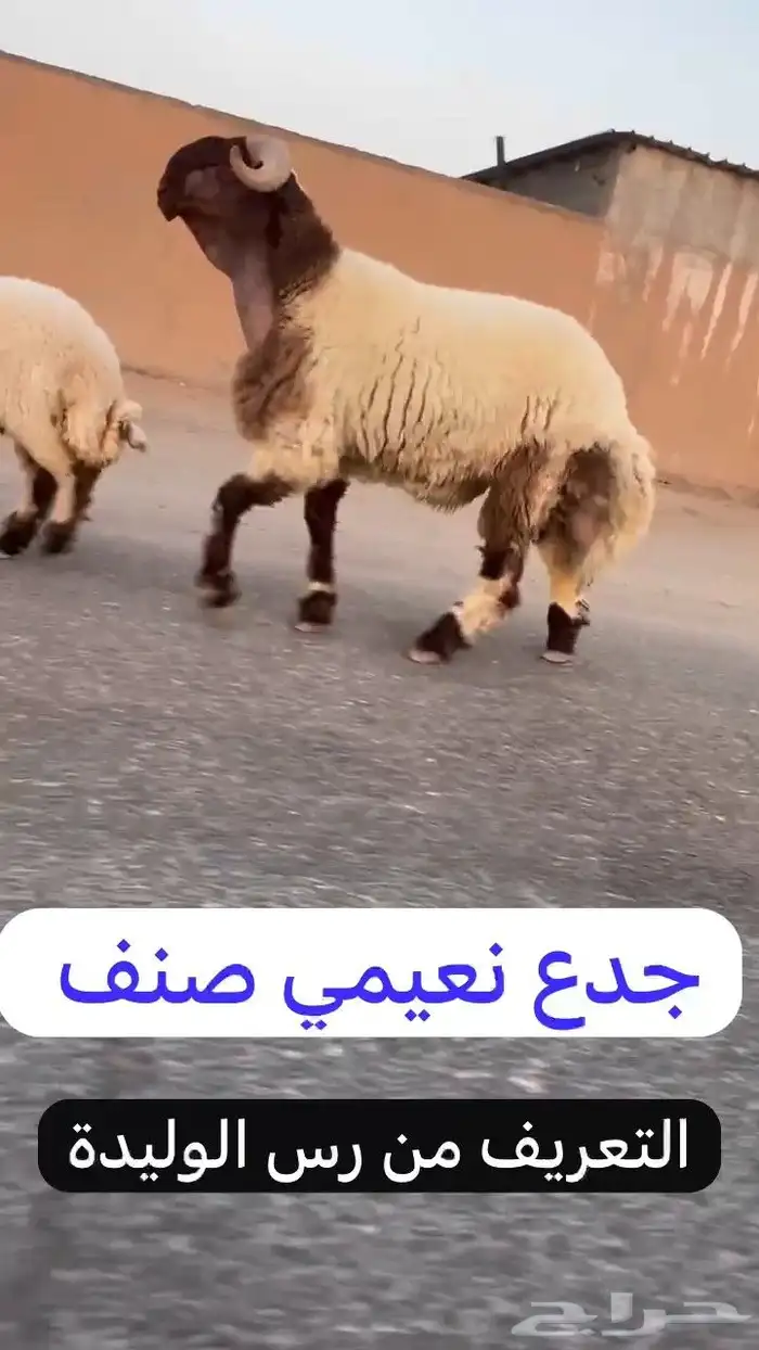جدع نعيمي صنف فاخر للبيع 1