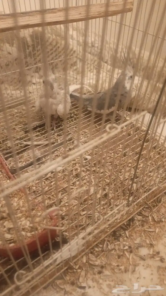 قسم طيور كروان زوج 1