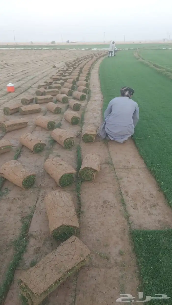 تصميم وتنسيق الحدائق وتركيب التيل الطبيعي وشبكات الري الحديث 15
