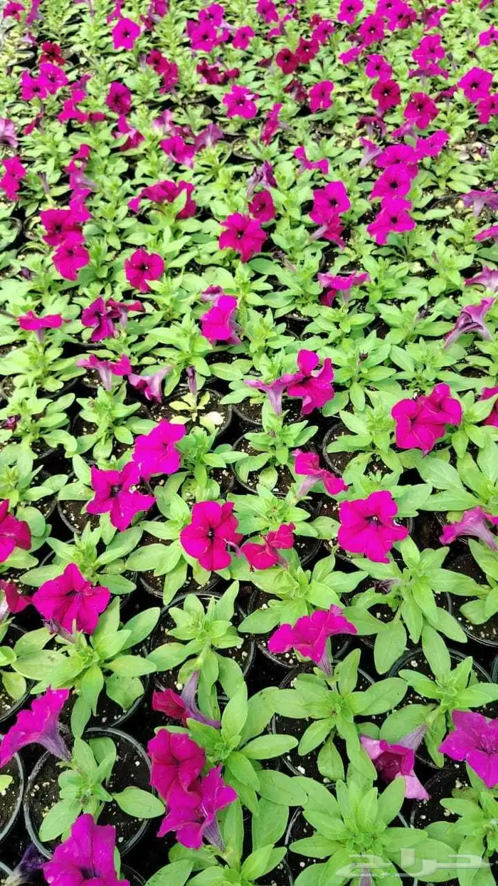 تنسق حدائق 7