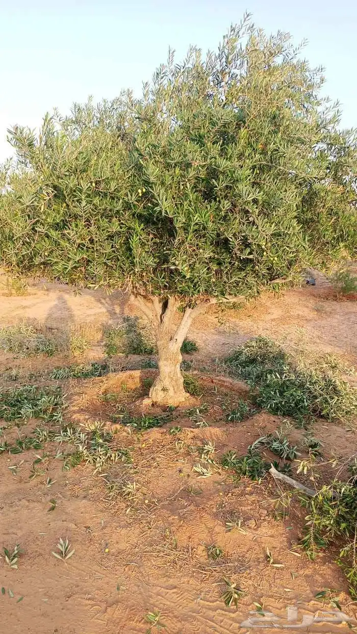 شجر الزيتون احجام مختلفه واشجار السدر والترمناليا 1