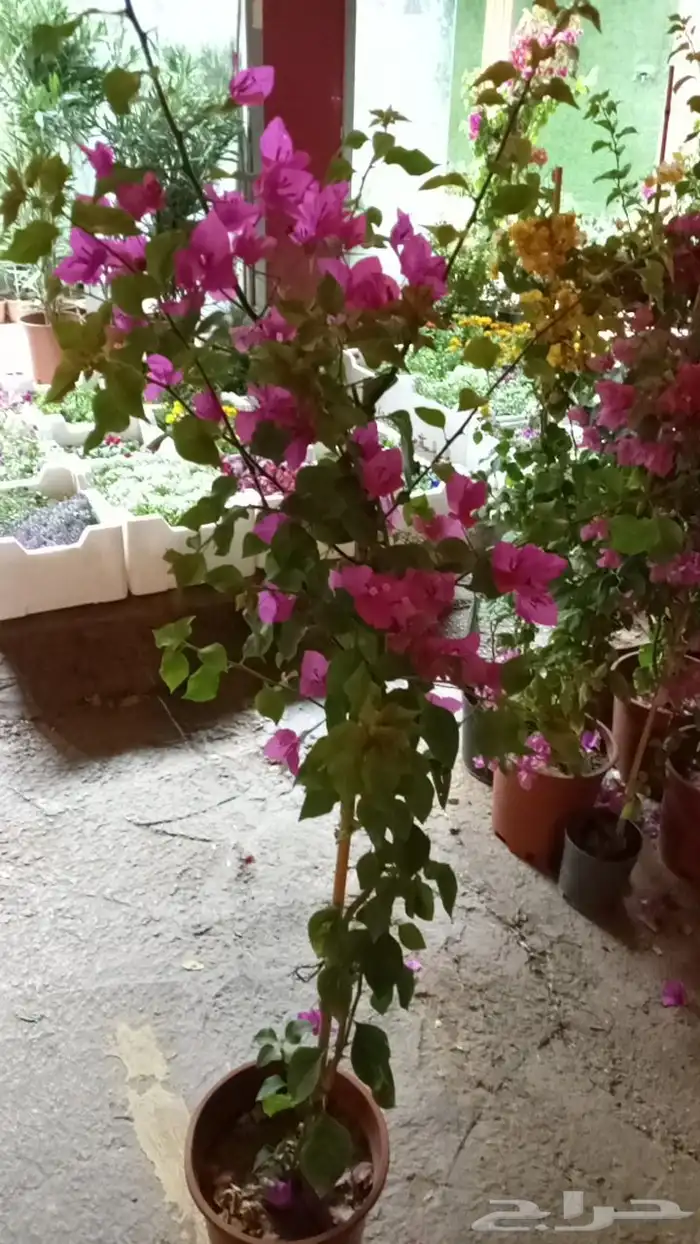 اشجار ونخل توريد وتركيب 2