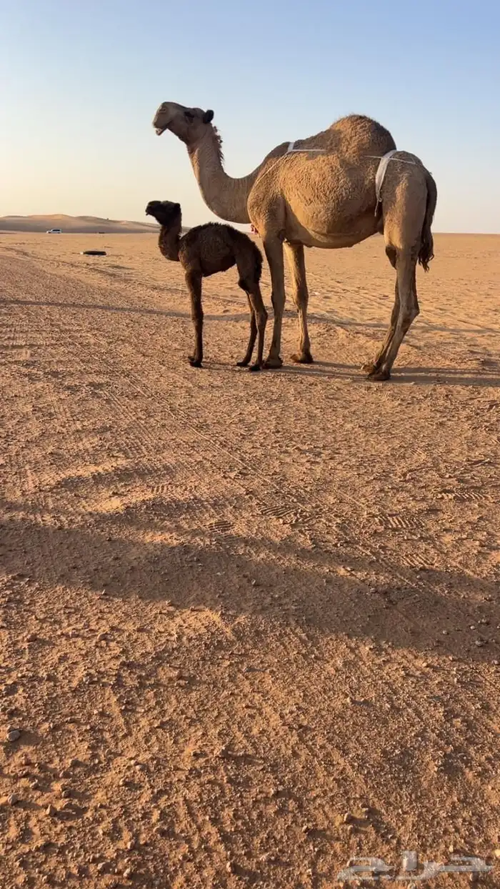 للبيع خلفه شعلا كفو طويله تحتها بكره صفراء مزيونه 2