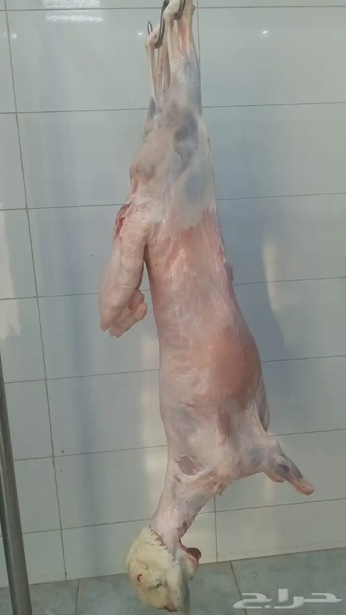 حشو ف اخر وحريات وتيوس ذبح يومي 4