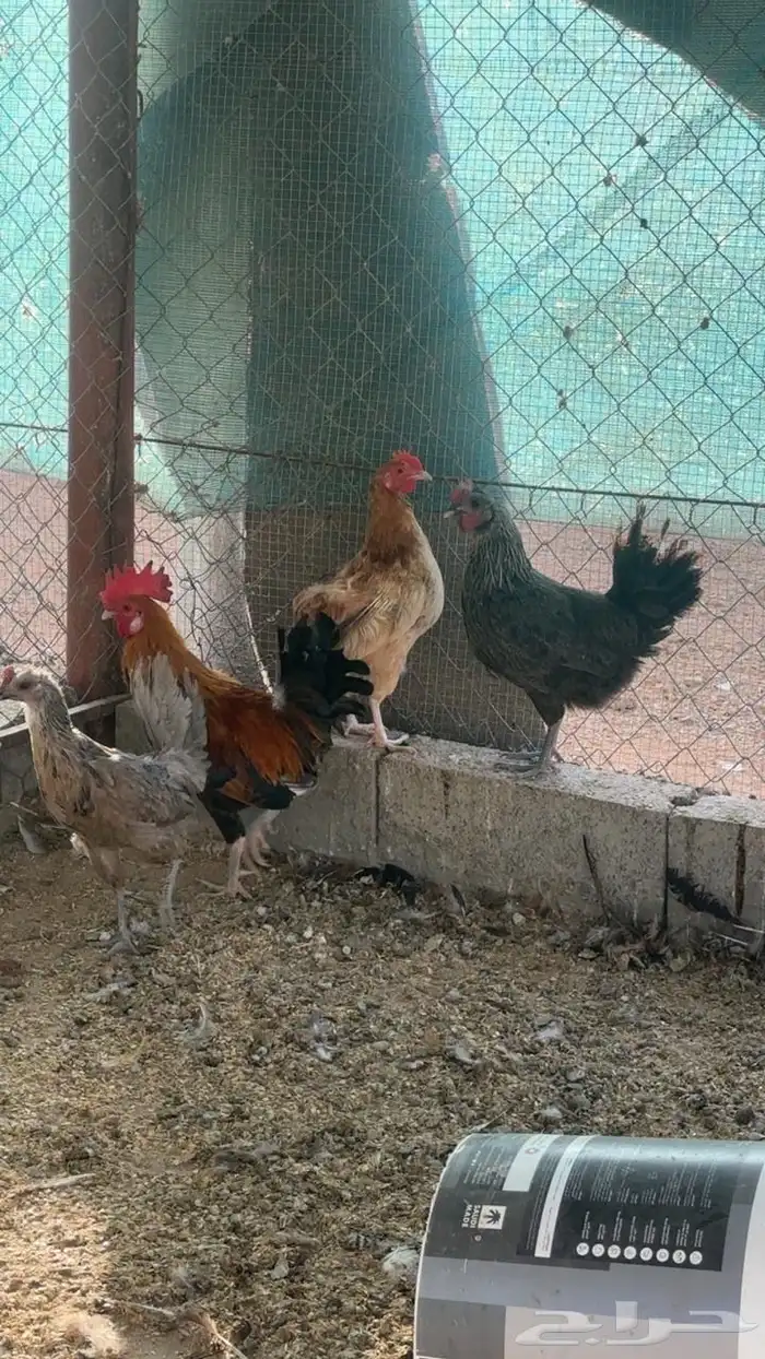 دجاج برهما وا فيومي وبلدي 0