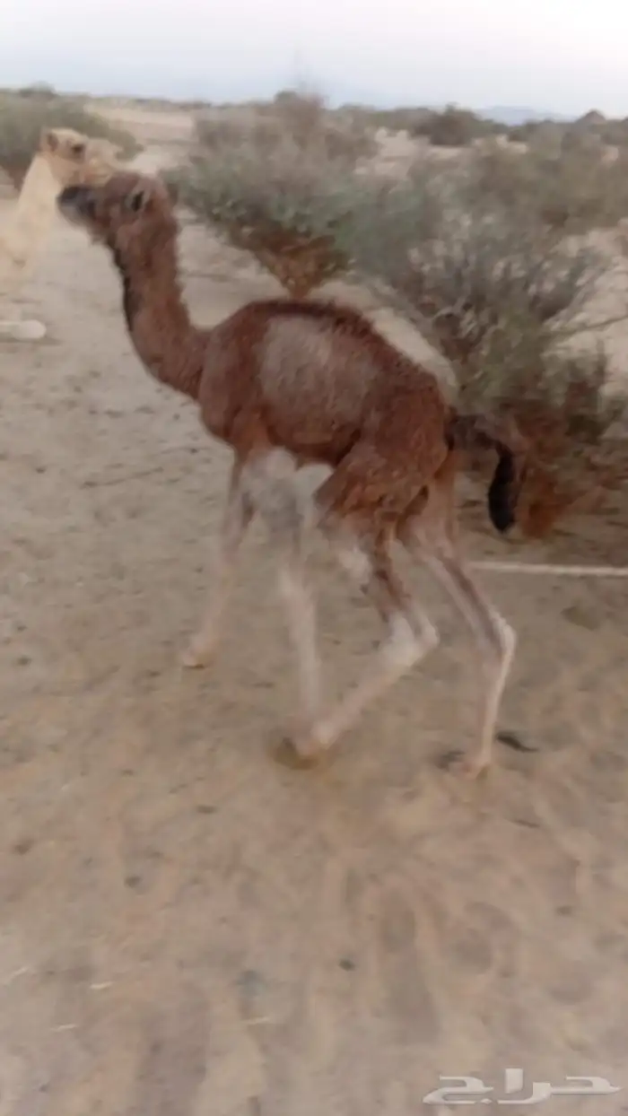 حوار ضياار قعود 0