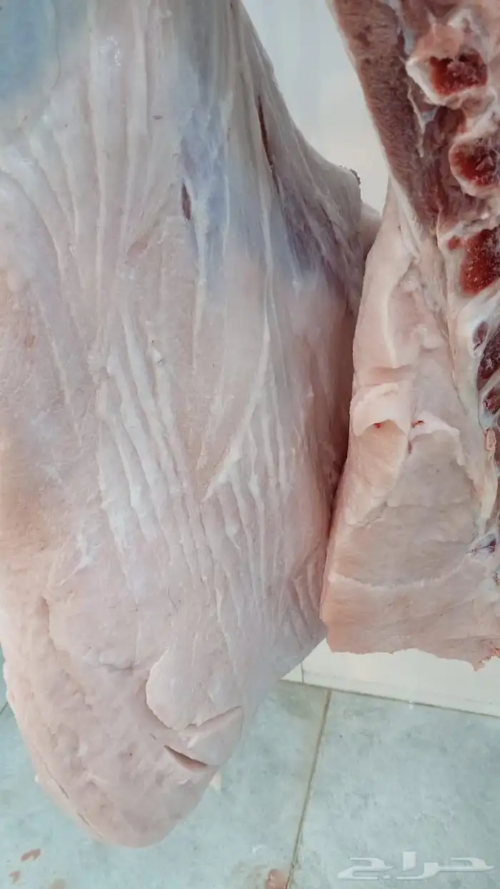 حشو ف اخر وحريات وتيوس ذبح يومي 7