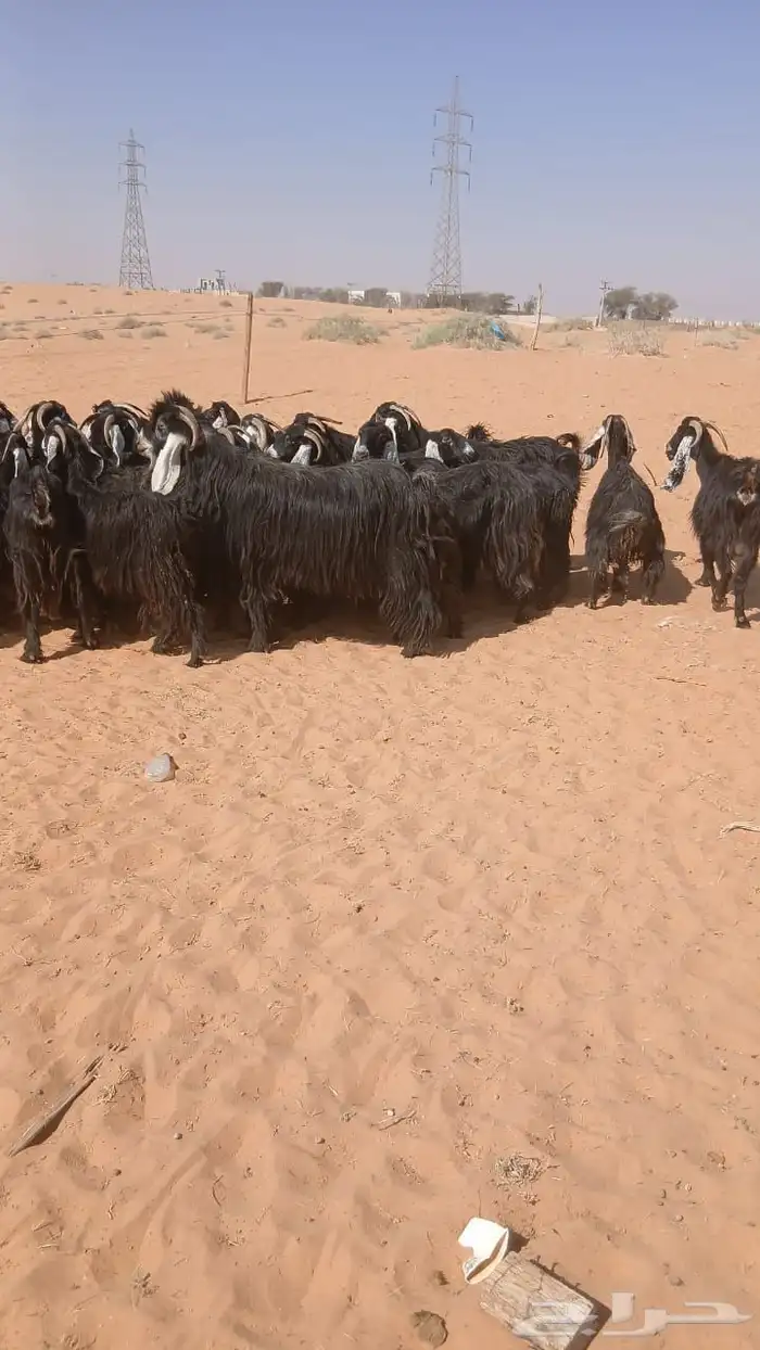 ماعز عوارض 0