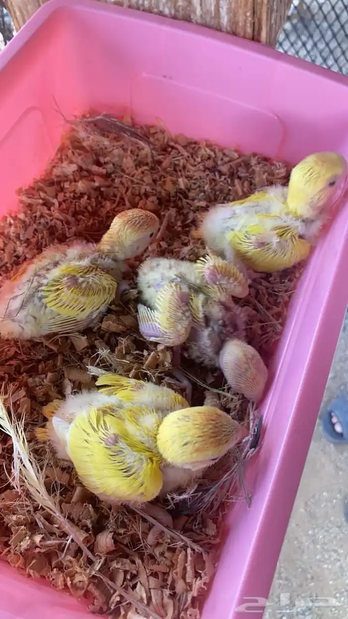طيور روز 0