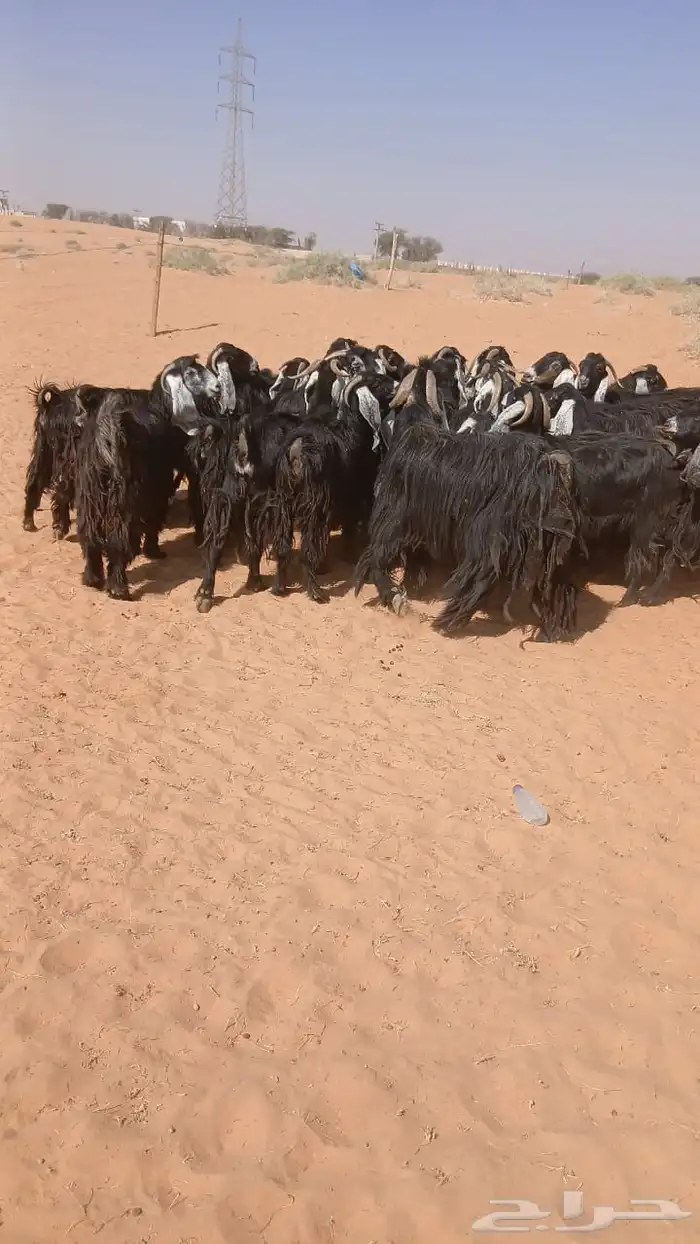 ماعز عوارض 2