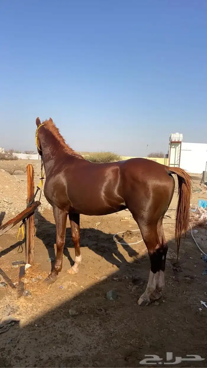 حصان 3