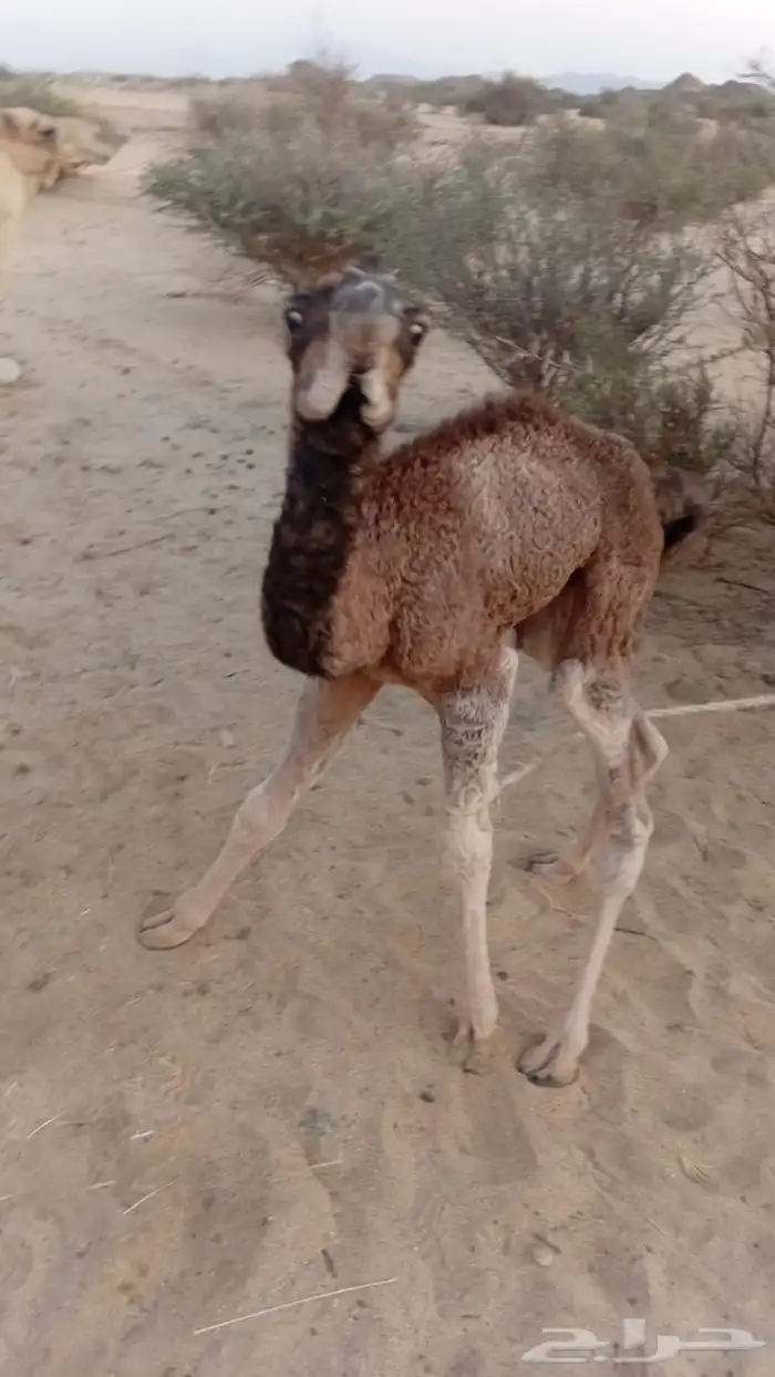 حوار ضياار قعود 1