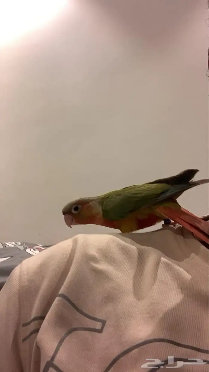 كنيور انناس اليف وهدد 1