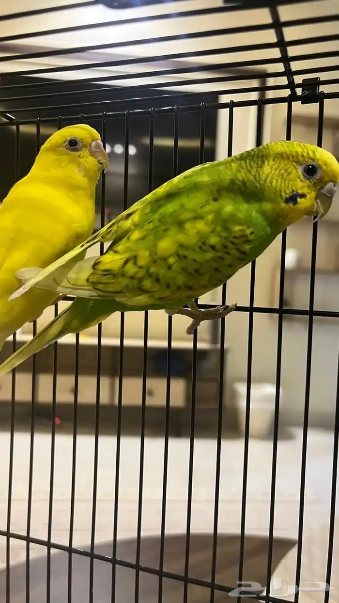 طيور زينه للتربيه 0