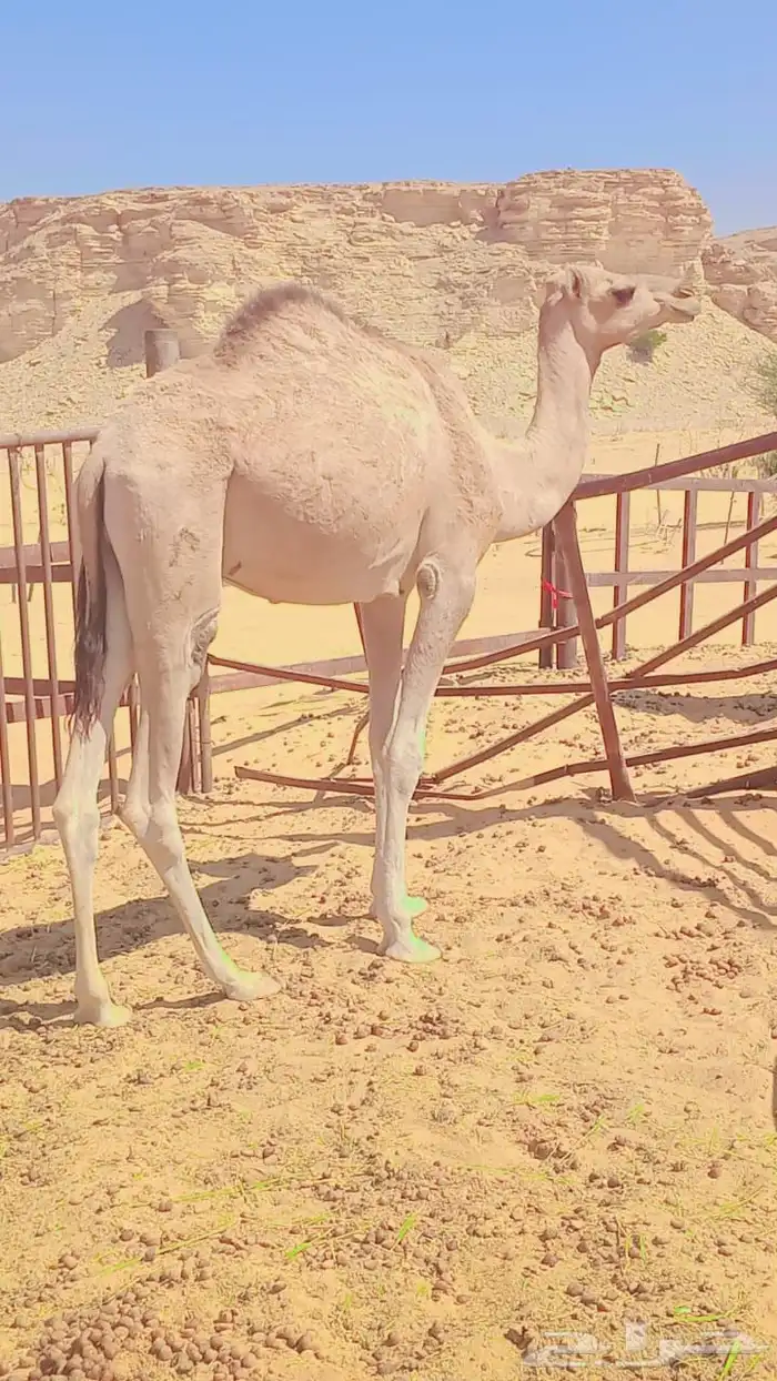 رحول للبيع 2