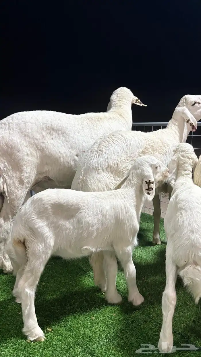 عرض الفحل ونتاجه 20