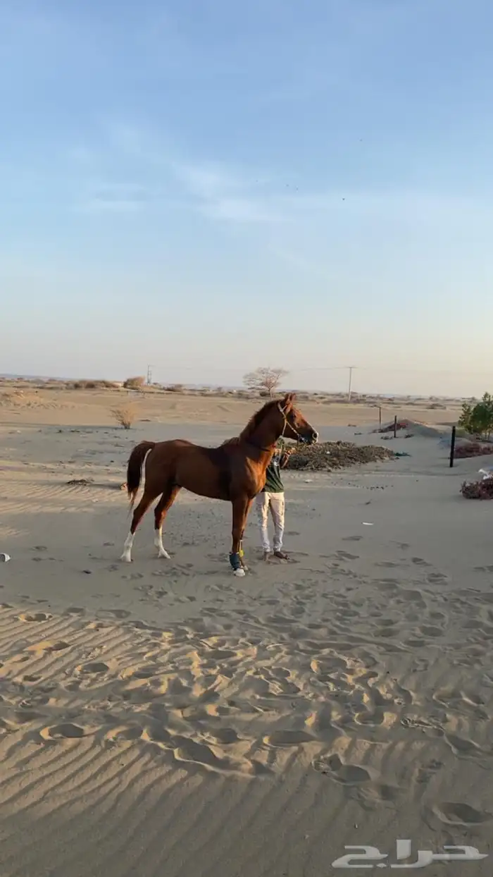 حصان 0