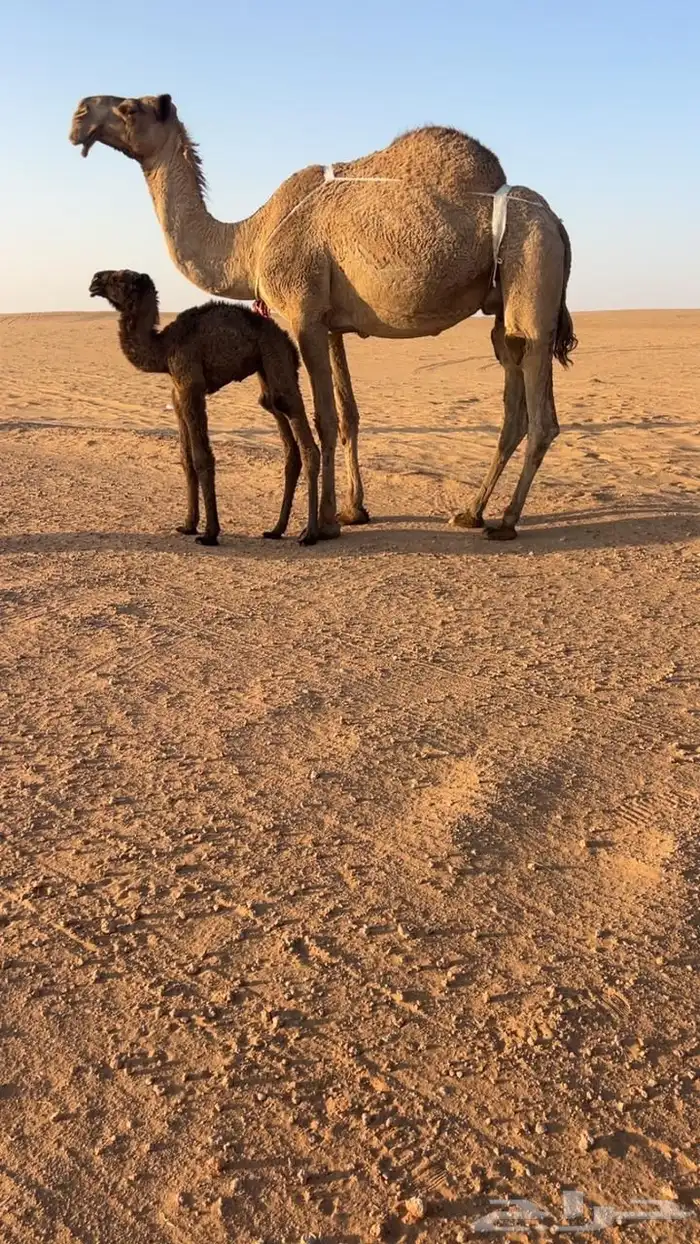 للبيع خلفه شعلا كفو طويله تحتها بكره صفراء مزيونه 0