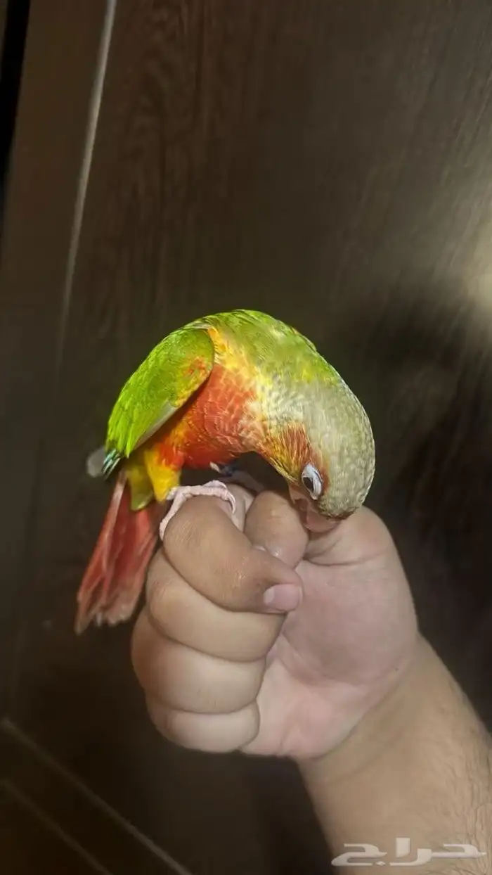 كنيور انناس اليف وهدد 2