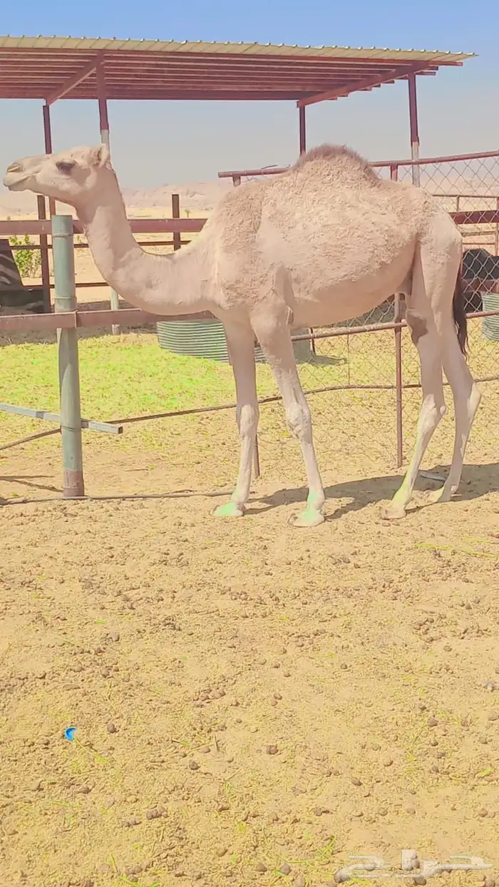 رحول للبيع 0